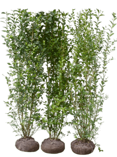 Vinterliguster ferdighekk ferdig hekkplante